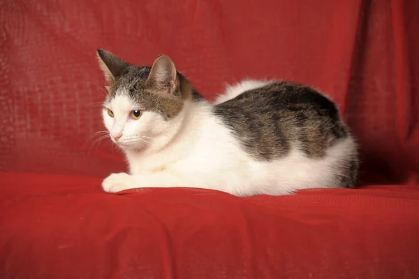 Gato blanco y gris sobre fondo rojo —  Fotos de Stock