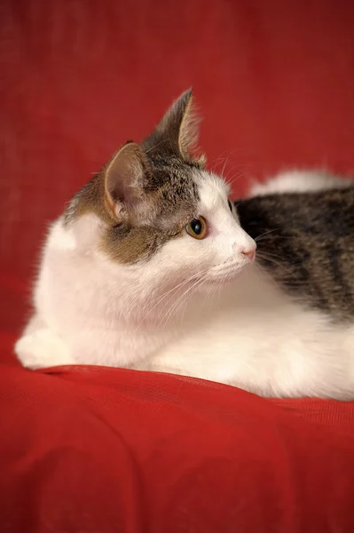 Bílá a šedá kočka na červeném pozadí — Stock fotografie