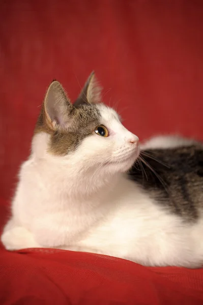 红色背景上的白色和灰色的猫 — 图库照片
