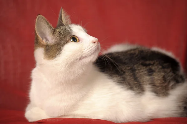Witte en grijze kat op een rode achtergrond — Stockfoto