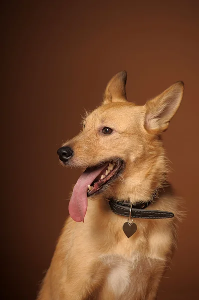 Kırmızı kırma melez köpek — Stok fotoğraf