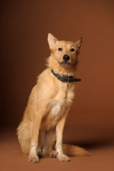 Red mestiço mestiço cão — Fotografia de Stock