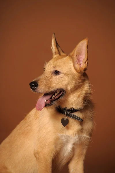 赤い雑種混血犬 — ストック写真