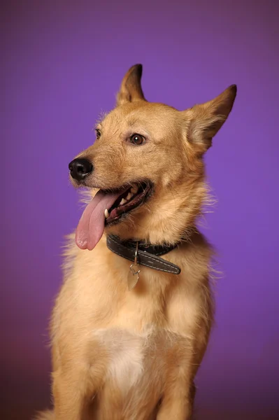 Vörös korcs Félvér kutya — Stock Fotó