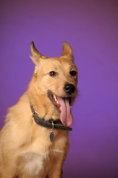 Red mongrel half-breed dog — Stock Photo, Image