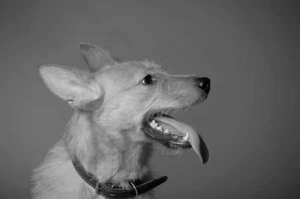 stock image Red mongrel half-breed dog