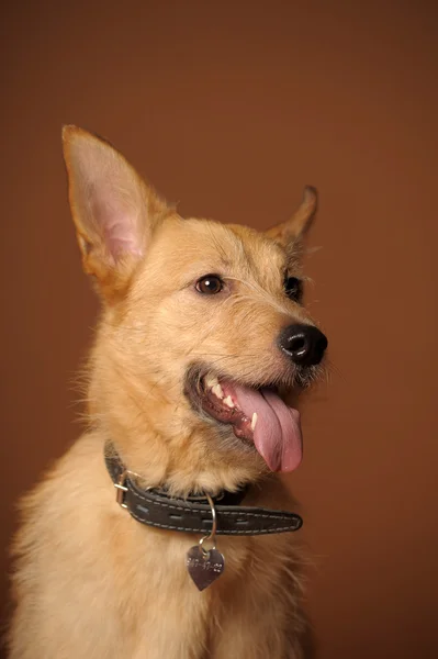 Red mestiço mestiço cão — Fotografia de Stock