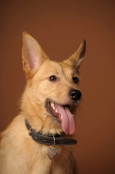 Red mongrel half-breed dog — Stock Photo, Image