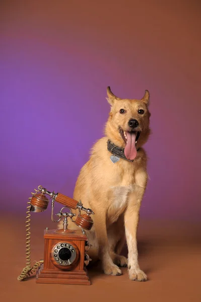 Dog with retro telephone — Stock Photo, Image