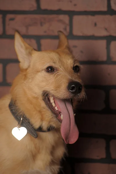 stock image Red mongrel half-breed dog