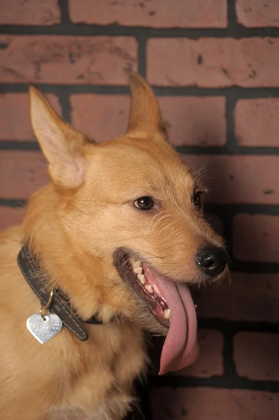 Vörös korcs Félvér kutya — Stock Fotó