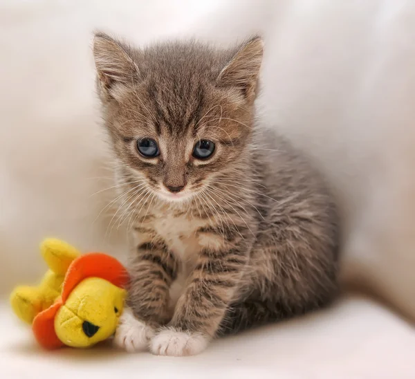 Kotek z zabawkami — Zdjęcie stockowe