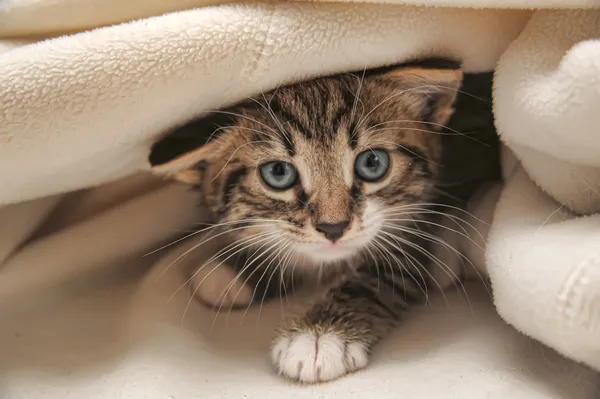 Котёнок выглядывает из-под одеяла. — стоковое фото