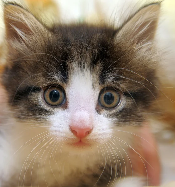 Pikku kissanpentu — kuvapankkivalokuva