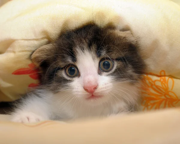 Kitten piepende out from under de deken — Stockfoto