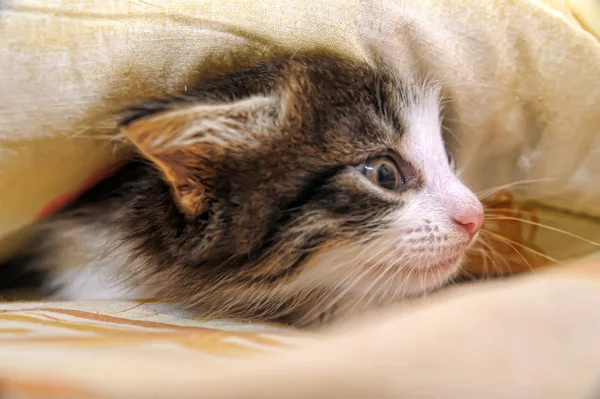 Kätzchen lugt unter der Decke hervor — Stockfoto