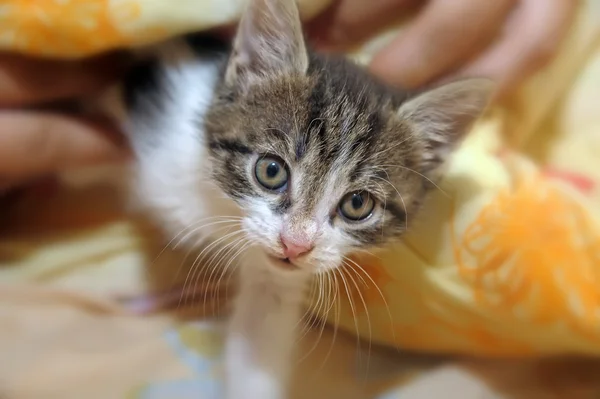 Stock image Little kitten