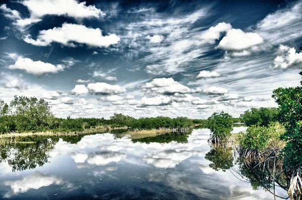 stock image Everglades mood