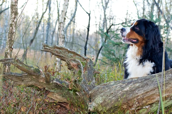 자연 속에서 bernese 가축 개 강아지 — 스톡 사진