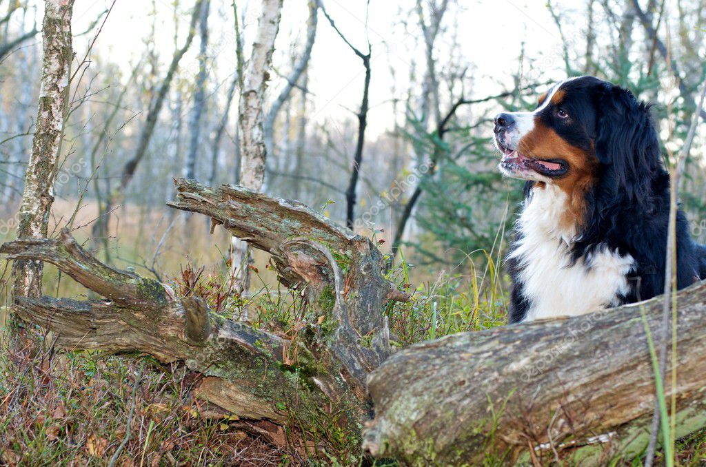 Bernese cattle dog dog in the nature
