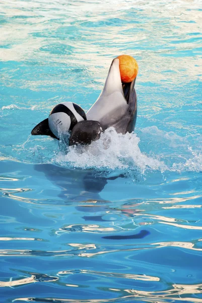 Delfín delfín jugando feliz Fotos de stock