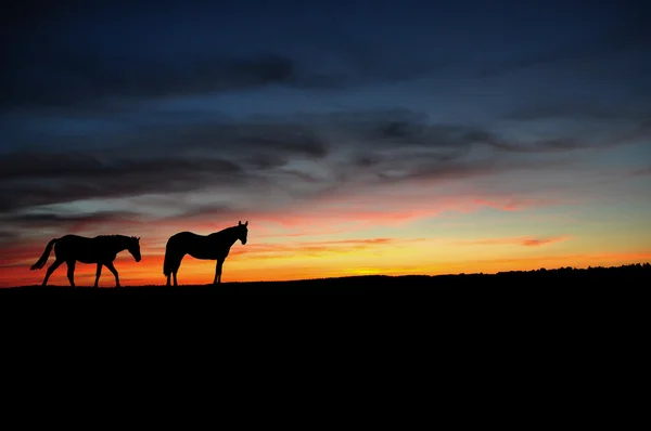 Hästar som går i solnedgången — Stockfoto