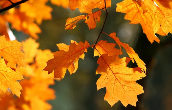 stock image Red oak autumn leaves