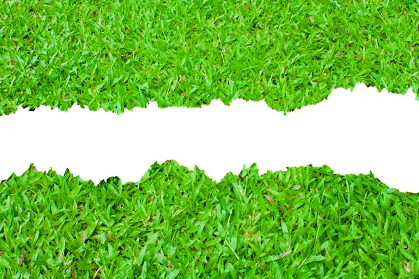 Färsk våren grönt gräs på vit bakgrund med kopia utrymme. — Stockfoto