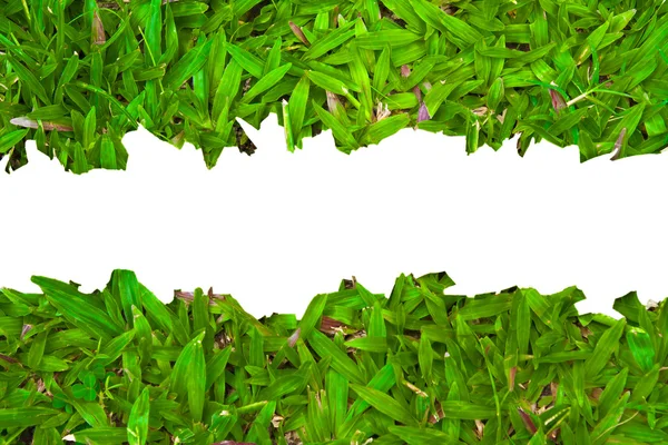 Frisches frühlingsgrünes Gras auf weißem Hintergrund mit Kopierraum. — Stockfoto