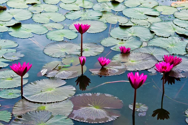 stock image Pink water lily