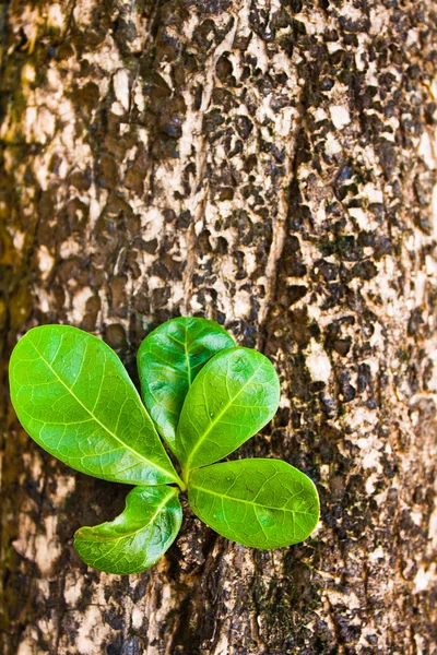 Antiguo tronco con brote nuevo y hojas verdes frescas, concepto de "nueva vida" — Foto de Stock