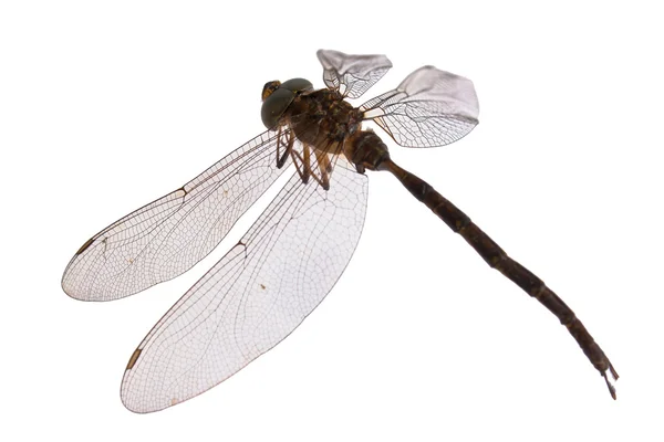 stock image Dragonfly isolate on white