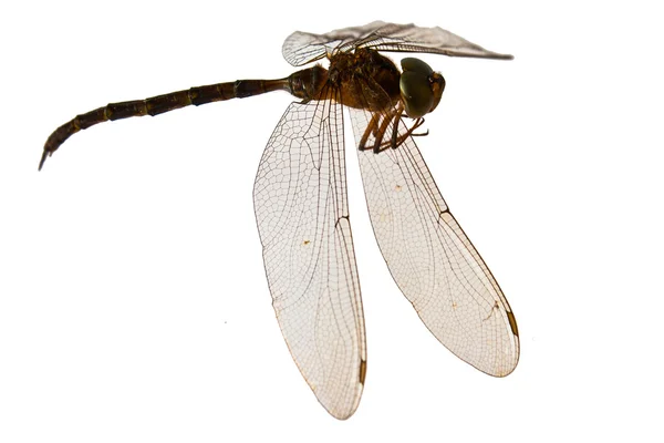 Dragonfly απομόνωμα σε λευκό — Φωτογραφία Αρχείου