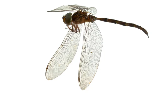 Stock image Dragonfly isolate on white