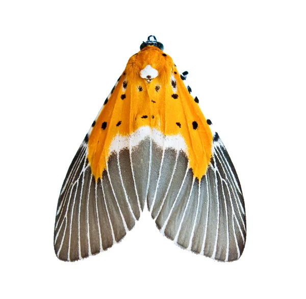 Нічний метелик ізольований на білому — стокове фото