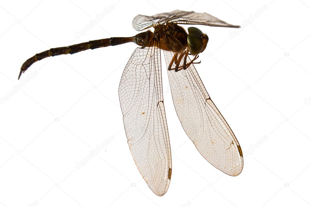 Dragonfly isolate on white