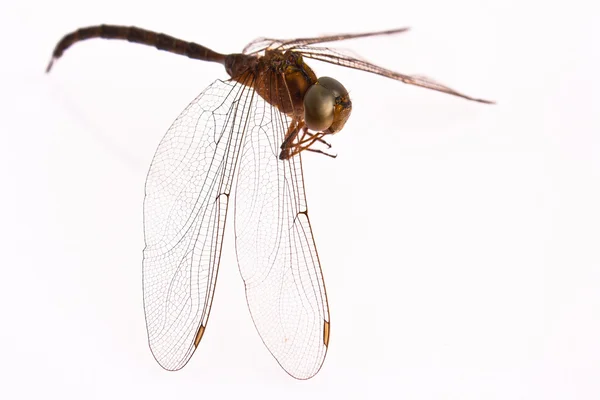 stock image Dragonfly isolate on white