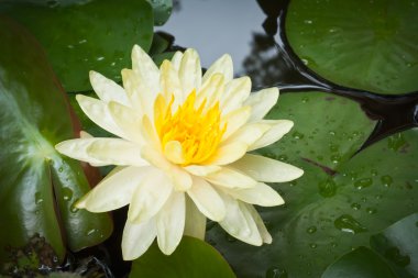 Sarı lotus çiçeği