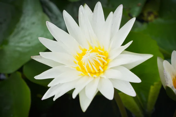 stock image Closeup white lotus flower in the lake