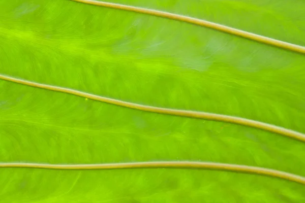 Zielony liść z żyły — Zdjęcie stockowe