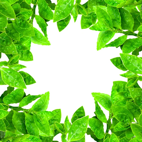 Rahmen aus grünen Blättern isoliert — Stockfoto