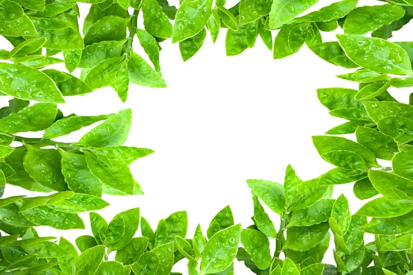 Ram från gröna blad isolerade — Stockfoto