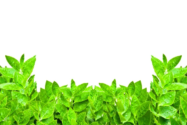 Quadro de folhas verdes isoladas — Fotografia de Stock