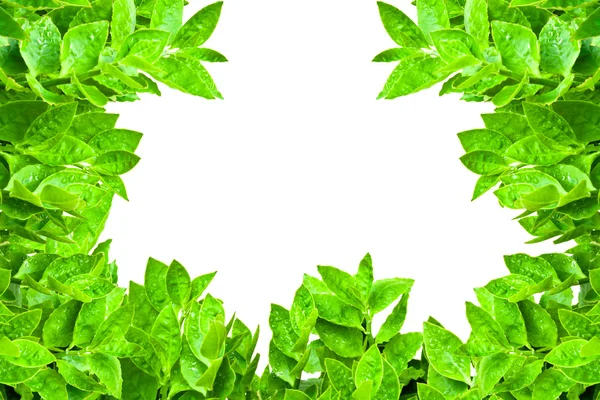 Rama z zielonych liści na białym tle — Zdjęcie stockowe