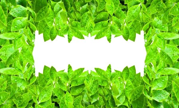 Πλαίσιο από πράσινο φύλλα απομονωμένες — Φωτογραφία Αρχείου