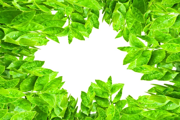 녹색에서 프레임 leafs 격리 — 스톡 사진