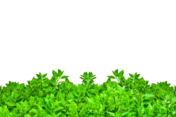 Рамка из зеленых листьев изолирована — стоковое фото