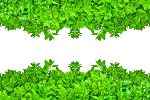 Рамка из зеленых листьев изолирована — стоковое фото