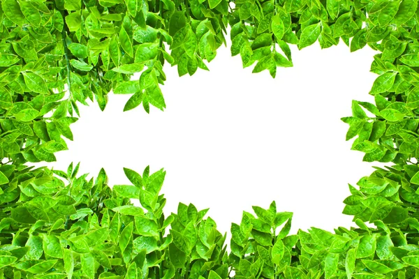 Rám ze zelené listy izolované — Stock fotografie