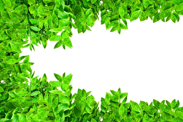 Rahmen aus grünen Blättern isoliert — Stockfoto